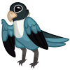 Blue Lovebird